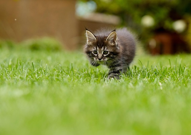 cat, kitten, grass, pounce, nature, stalk, animal, pet, feline, lawn